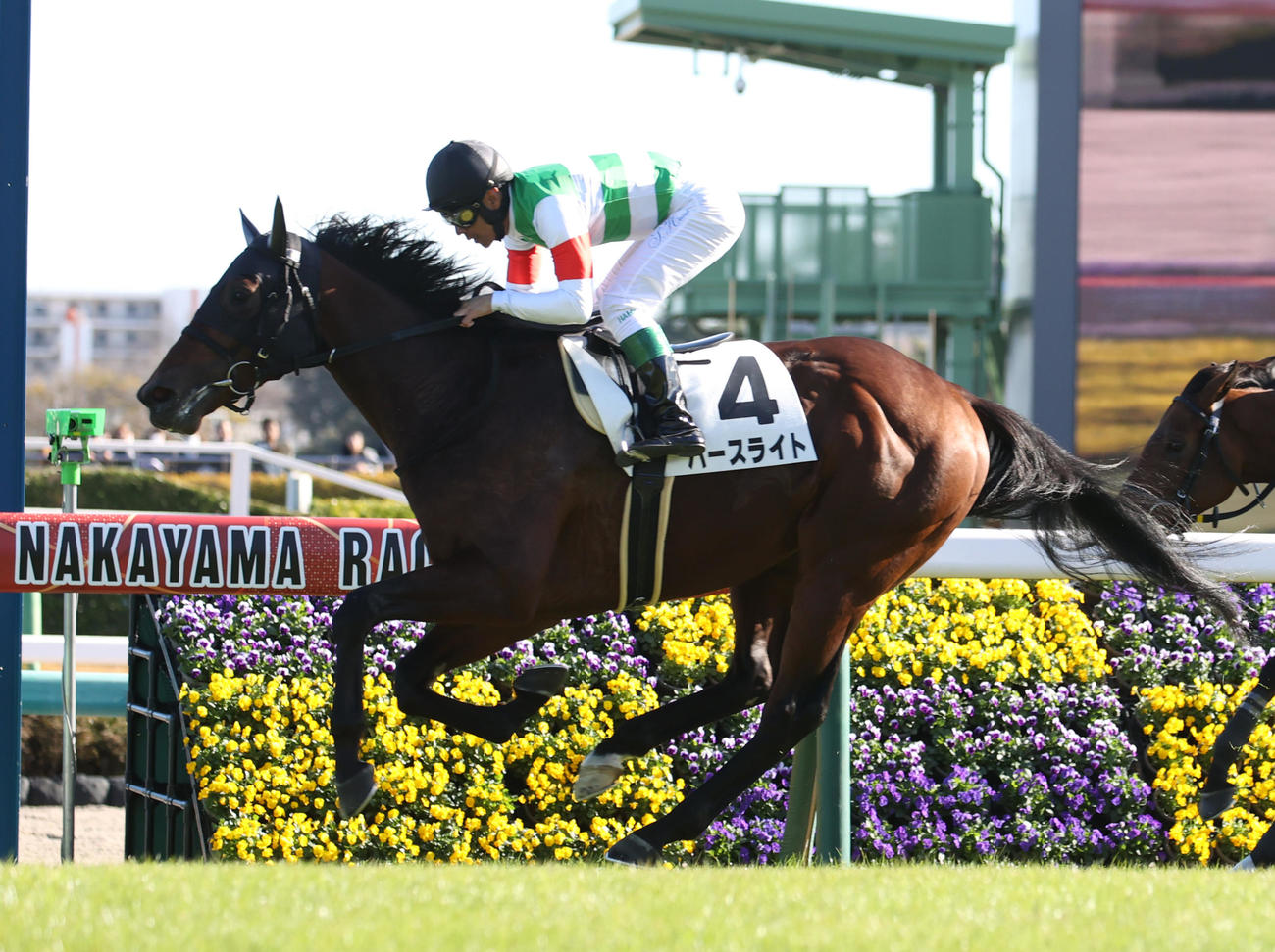 中山5R、新馬戦を制したバースライトと浜中騎手（撮影・柴田隆二）