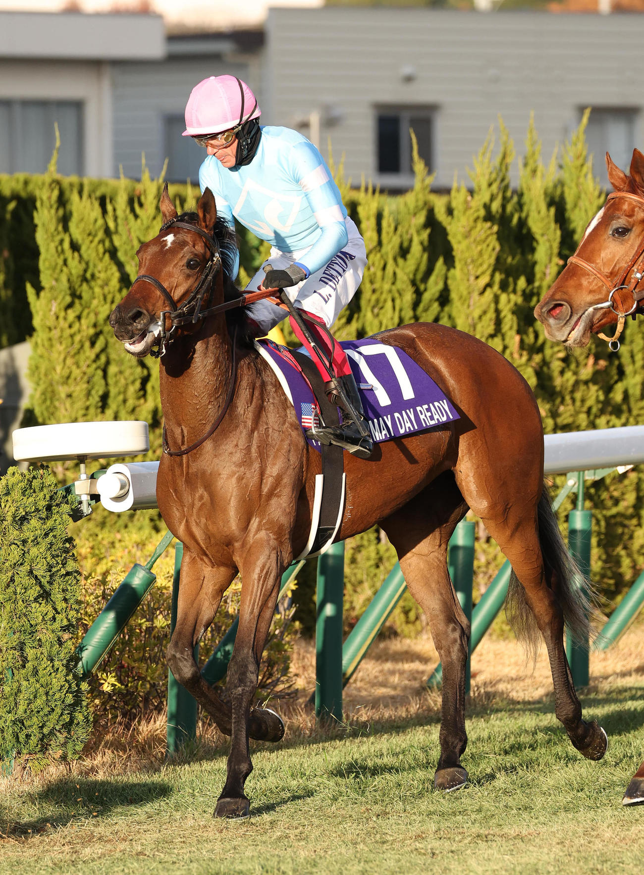 京都11R阪神JF、13着に敗れたメイデイレディ（撮影・白石智彦）