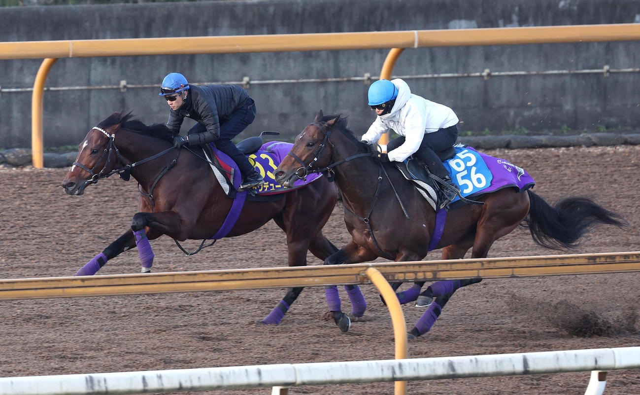 武豊騎手を背にCウッドをアドマイヤソラ（右）と併せ馬で追い切るドウデュース（撮影・白石智彦）