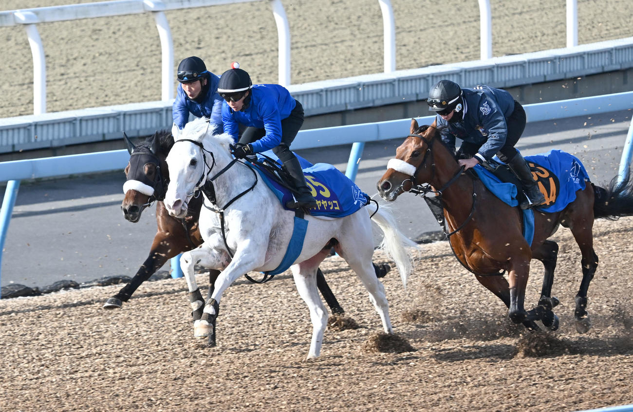 美浦ウッドで3頭併せて追い切るハヤヤッコ（中央）（撮影・千葉一成）