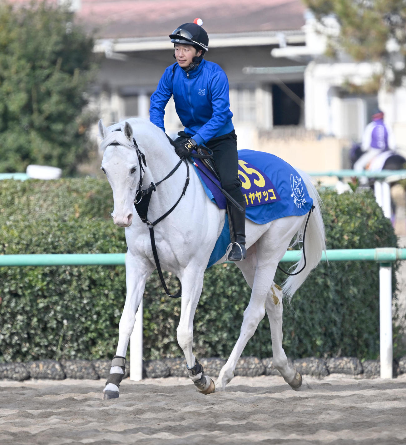 乗り運動するハヤヤッコ（撮影・千葉一成）