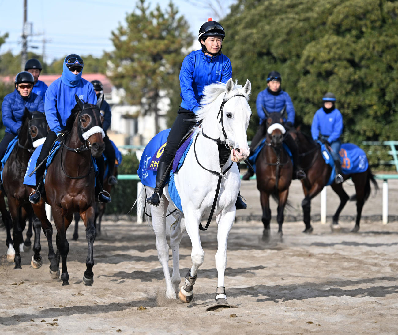 乗り運動するハヤヤッコ（撮影・千葉一成）