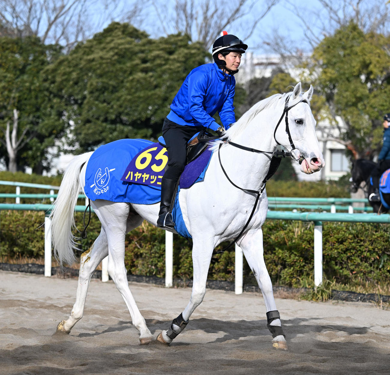 乗り運動するハヤヤッコ（撮影・千葉一成）