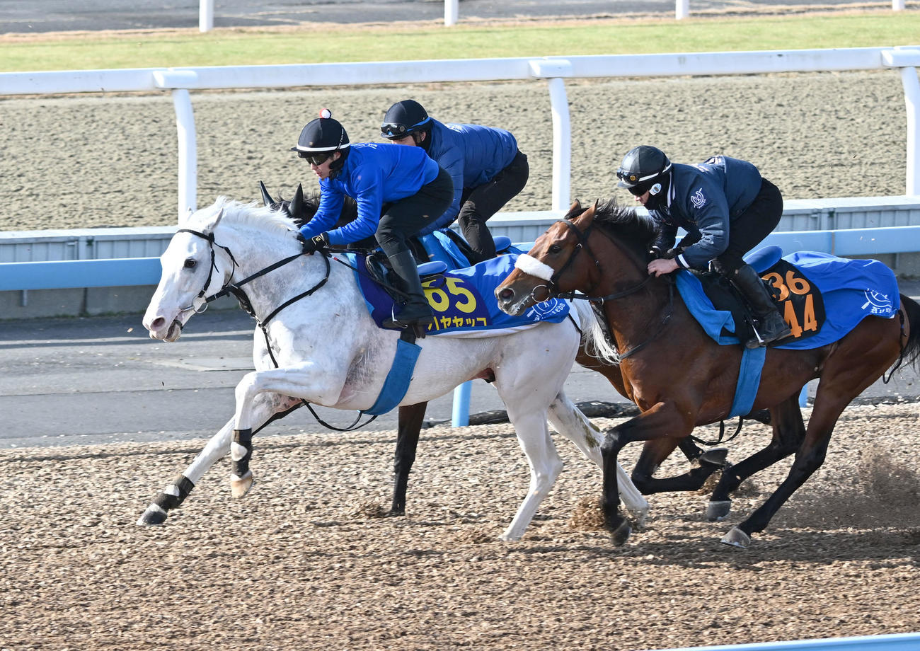 美浦ウッドで3頭併せて追い切るハヤヤッコ（中央）（撮影・千葉一成）