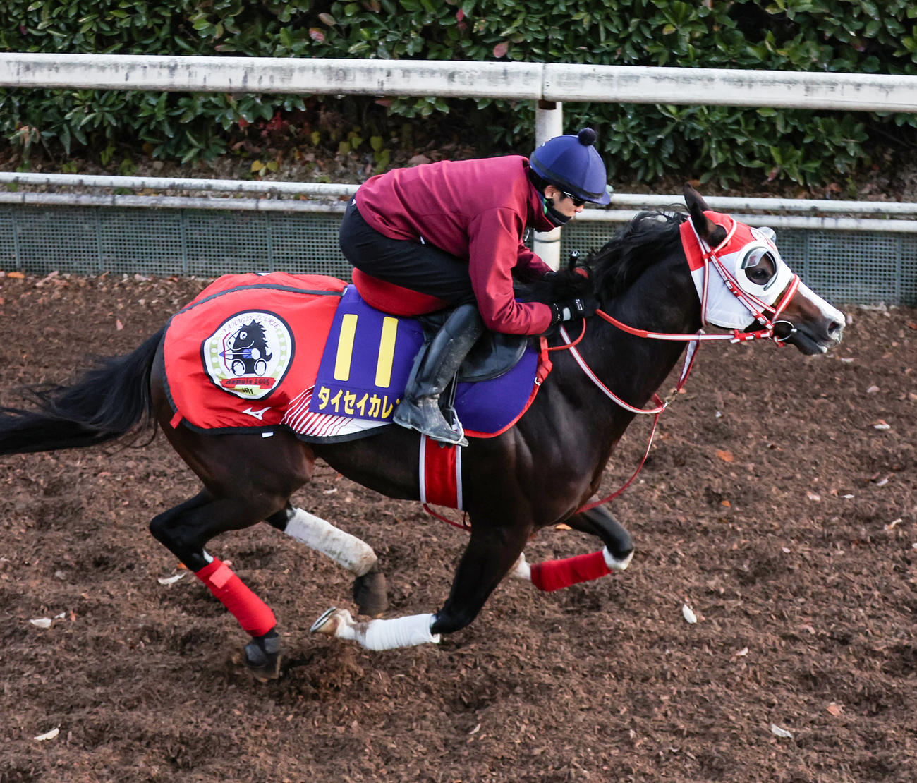 坂路を併せ馬で追い切るタイセイカレント