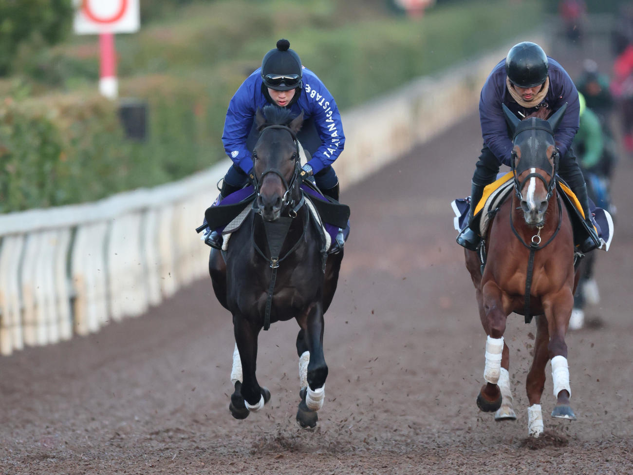 レオテミス（右）と併せ馬で追い切るミュージアムマイル