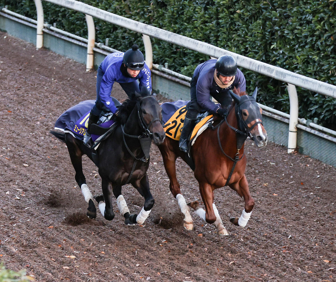 併せ馬で追い切るミュージアムマイル（左）