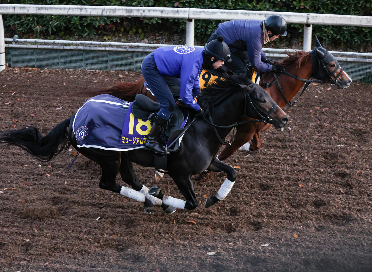 併せ馬で追い切るミュージアムマイル（手前）