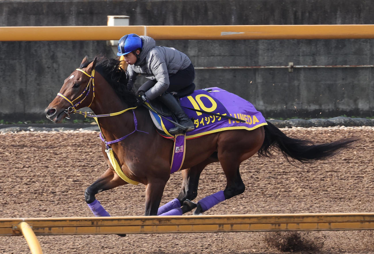 岩田康騎手を背にCウッドを単走で追い切るダイシンラー（撮影・白石智彦）