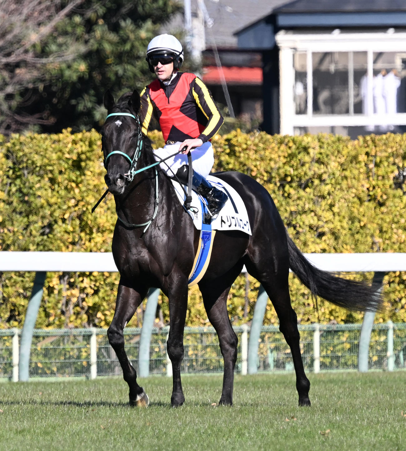 中山5R、2歳新馬戦を制したトリプルコークとルメール騎手（撮影・千葉一成）
