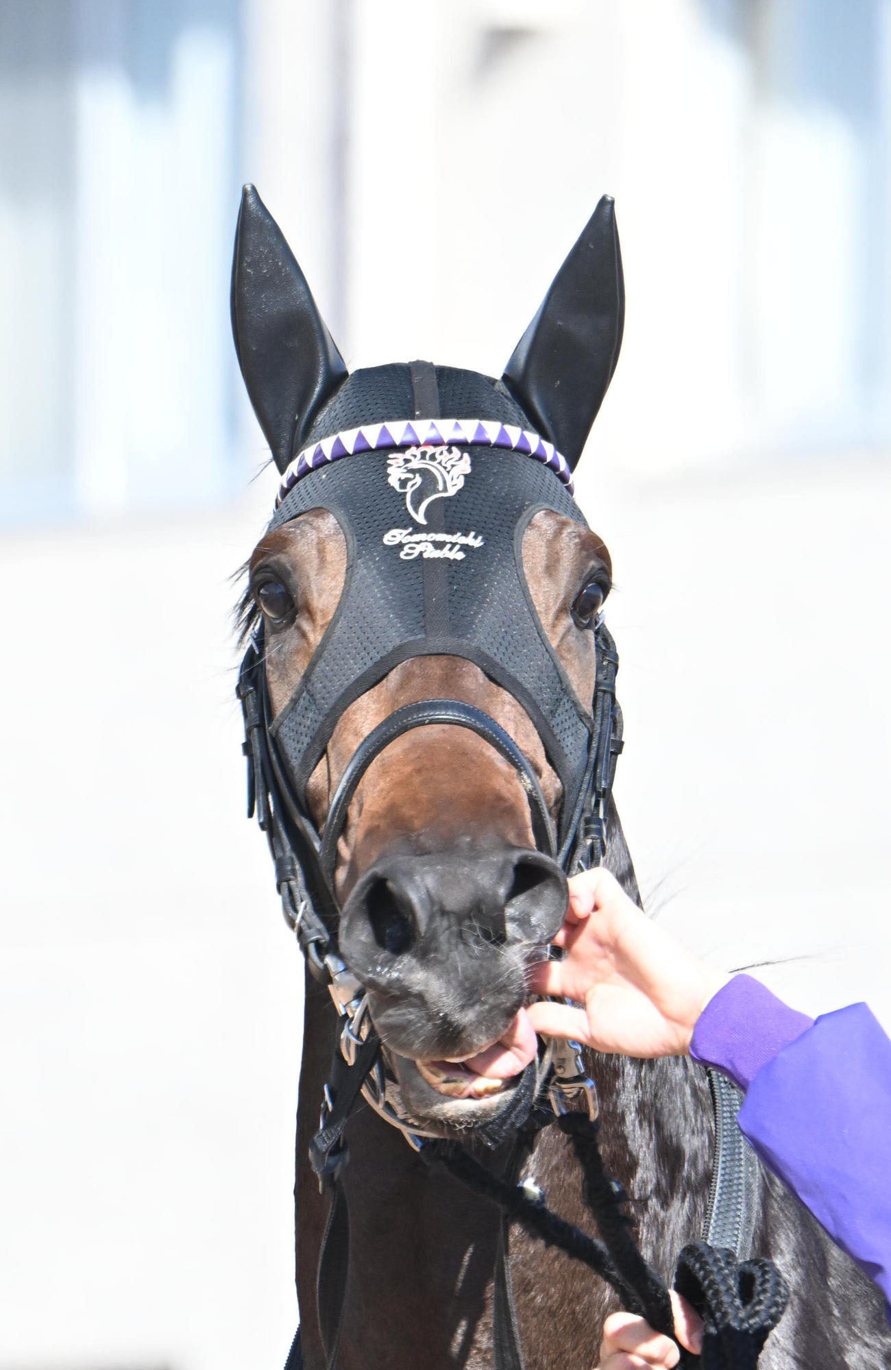 2戦目で初勝利を挙げたショウヘイ（撮影・和賀正仁）