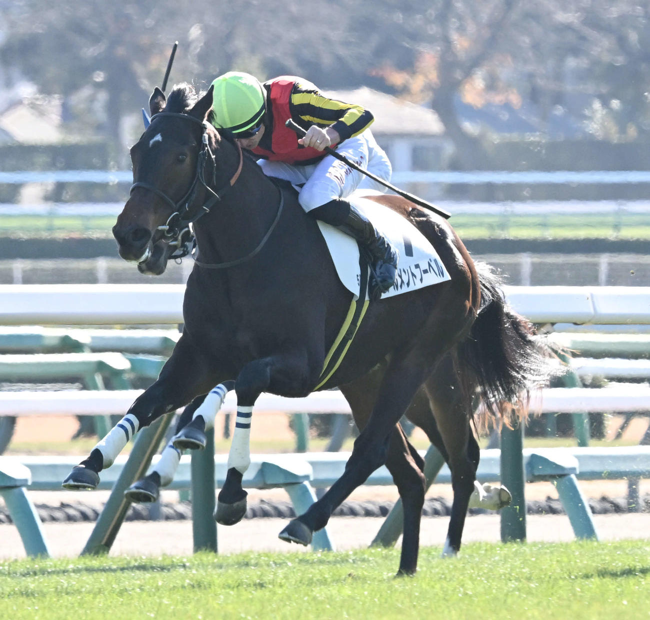 中山5Rの2歳新馬戦を制したアルメントフーベルとマーカンド騎手（撮影・千葉一成）