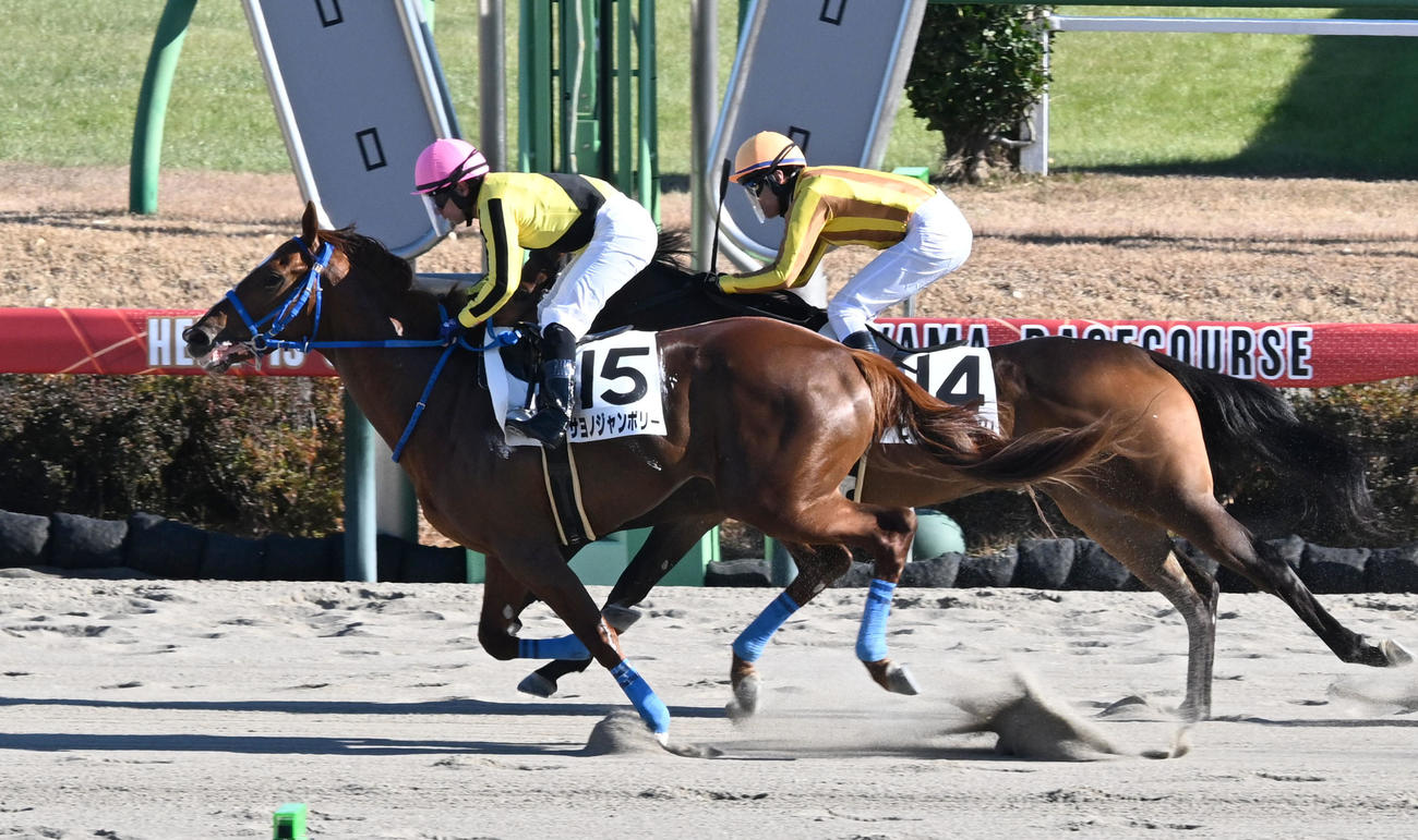 中山6R、2歳新馬戦を制したサヨノジャンボリーと内田騎手。右は2着のピッツァナポリ（撮影・千葉一成）