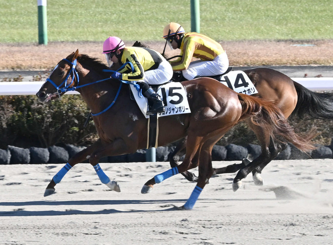 中山6R、2歳新馬戦を制したサヨノジャンボリーと内田騎手。右は2着のピッツァナポリ（撮影・千葉一成）