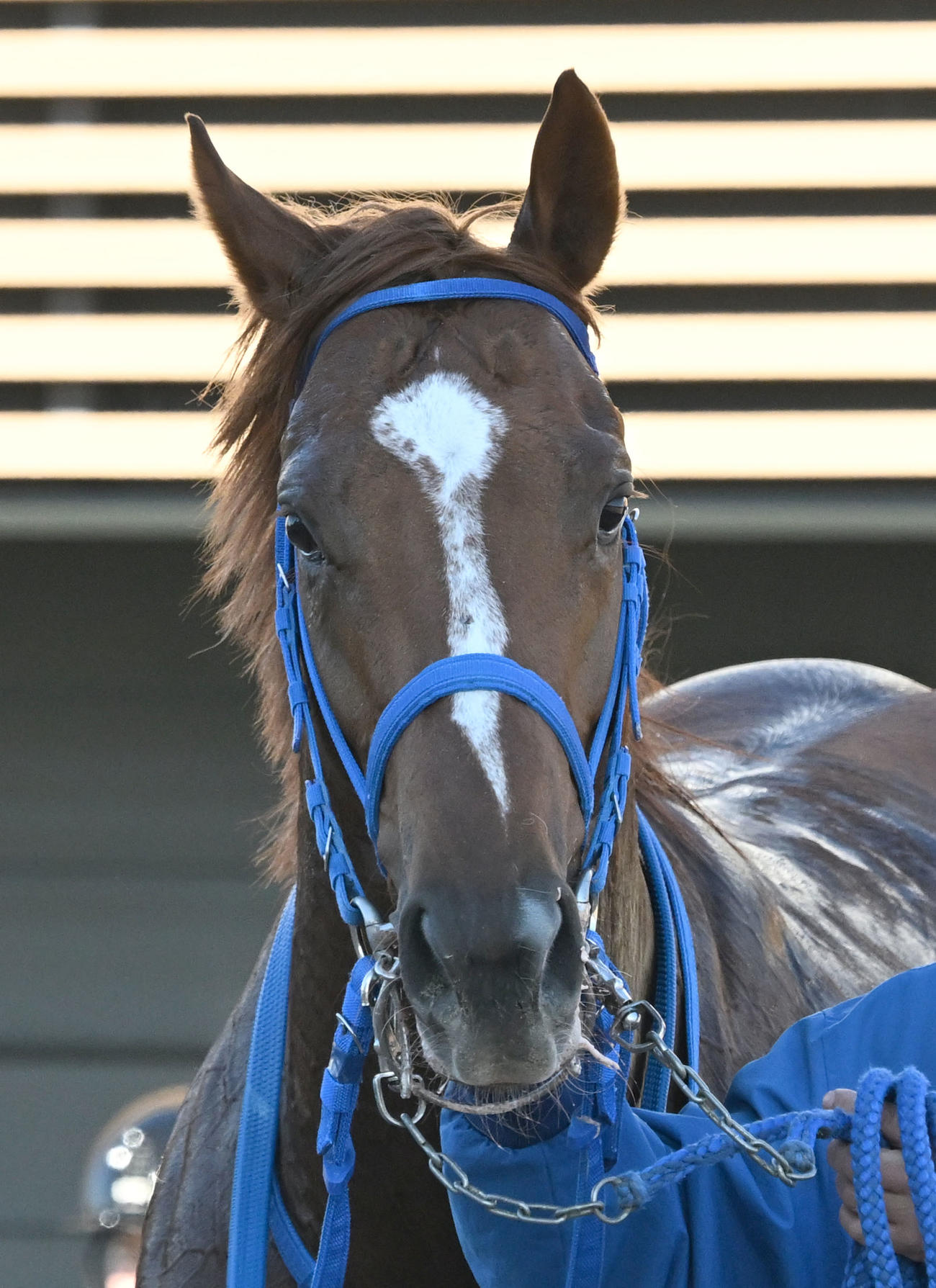 中山6R、2歳新馬戦を内田騎手で制したサヨノジャンボリー（撮影・千葉一成）