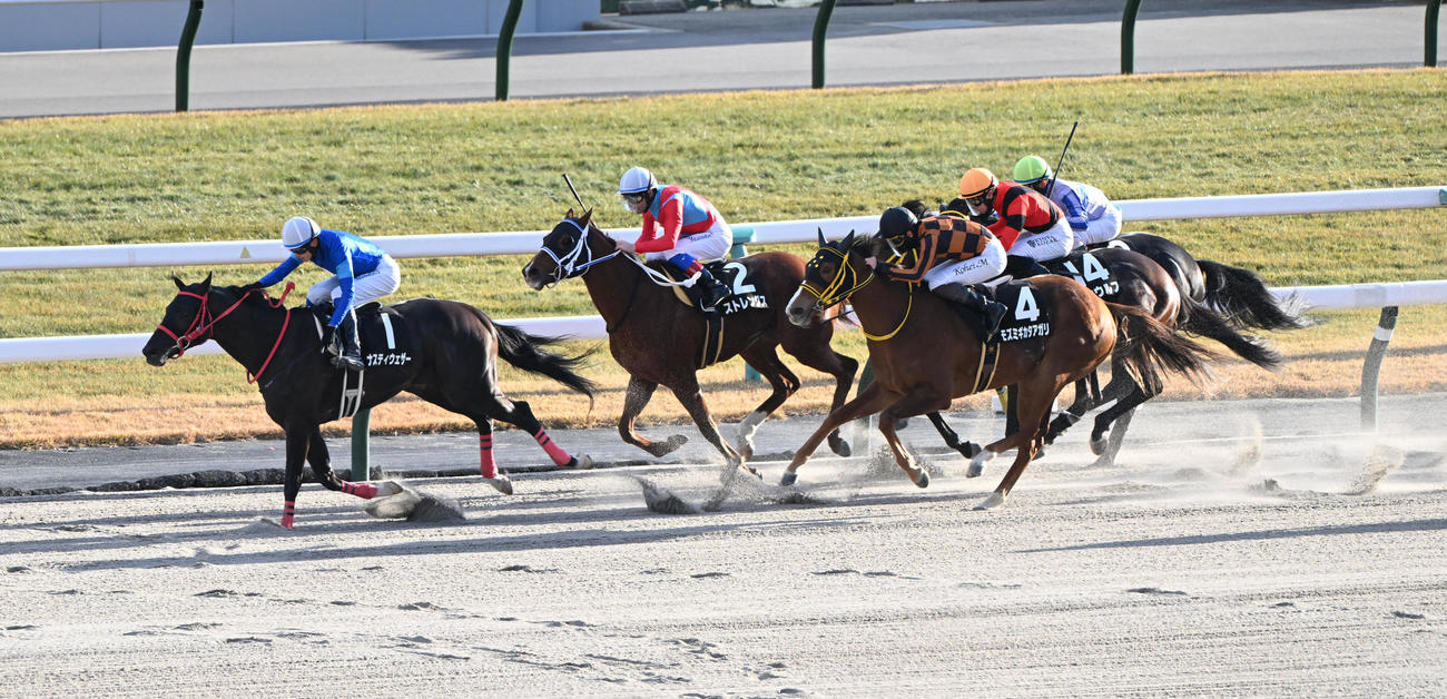 京都10R　直線で先行馬をとらえて押し切りサイナスCを制するナスティウェザーと坂井瑠星騎手（撮影・和賀正仁）