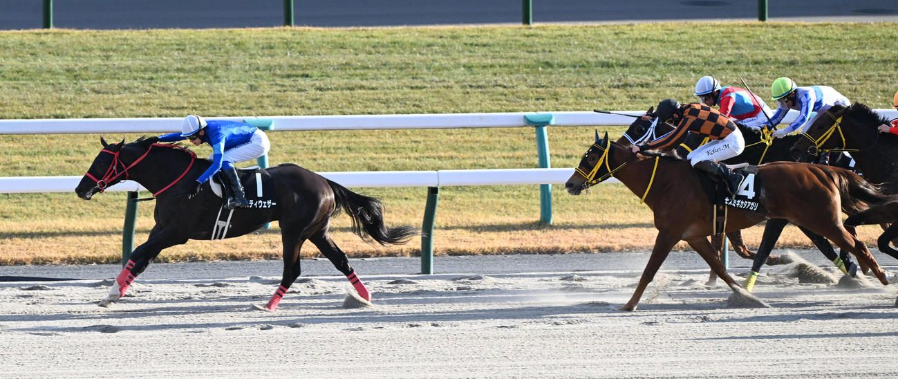 京都10R　直線で先行馬をとらえて押し切りサイナスCを制するナスティウェザーと坂井瑠星騎手（撮影・和賀正仁）