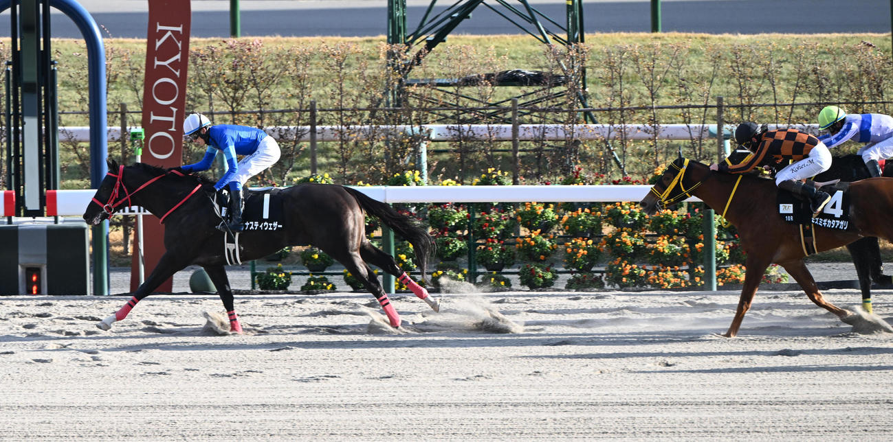 京都10R　直線で先行馬をとらえて押し切りサイナスCを制するナスティウェザーと坂井瑠星騎手（撮影・和賀正仁）
