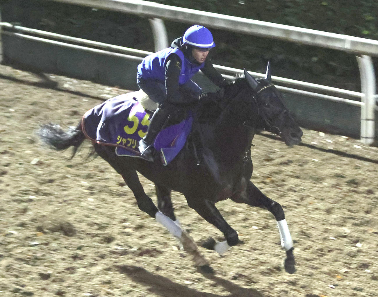 西塚騎手を背に坂路を併せ馬で追い切るシャフリヤール（撮影・白石智彦）