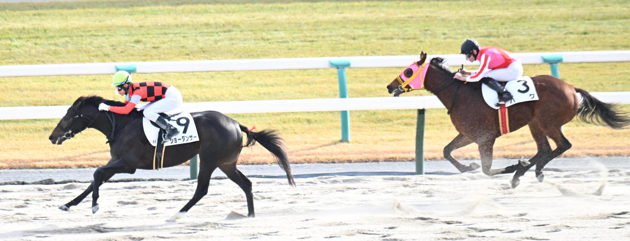 京都6R新馬戦を制するショーダンサーと国分優作騎手（撮影・和賀正仁）