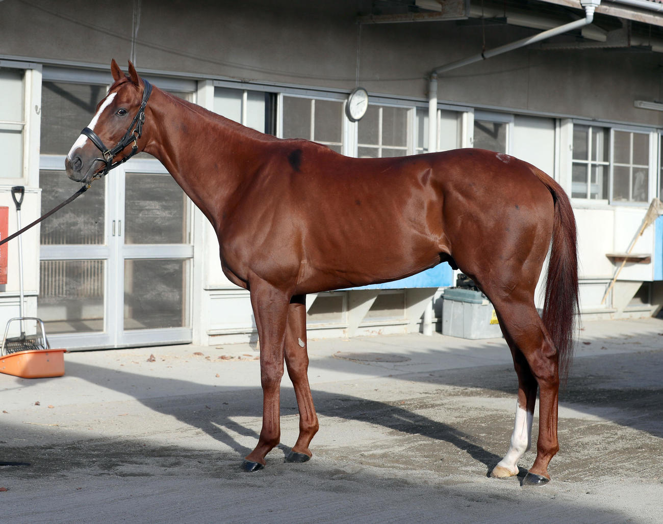 有馬記念に出走予定のアーバンシック