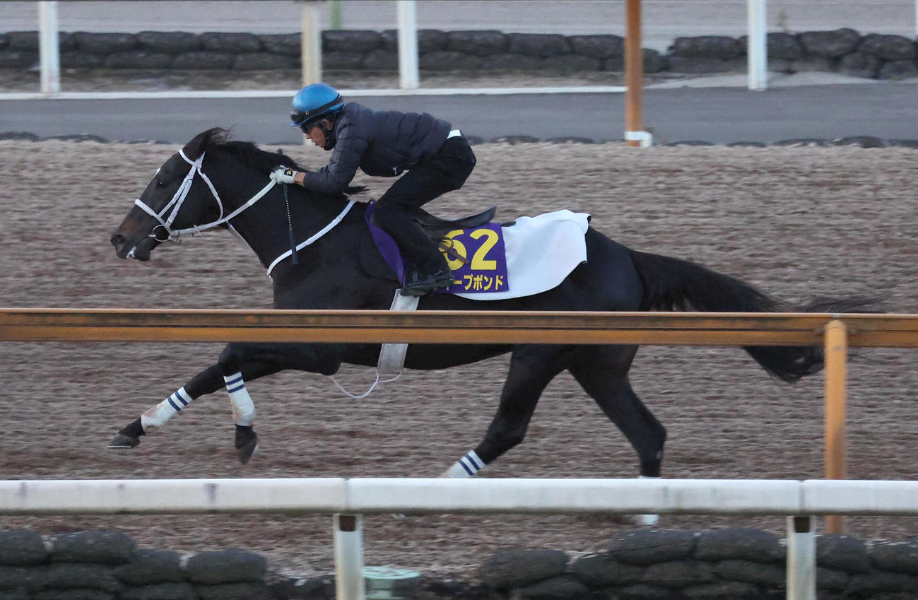 幸騎手を背にCウッドを単走で追い切るディープボンド（撮影・白石智彦）
