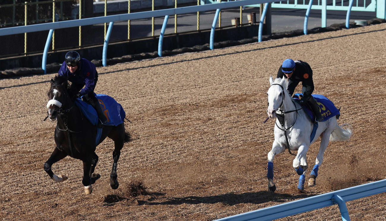ハヤヤッコは吉田豊騎手を背に美浦ウッドを併せ馬で追い切られた（撮影・丹羽敏通）