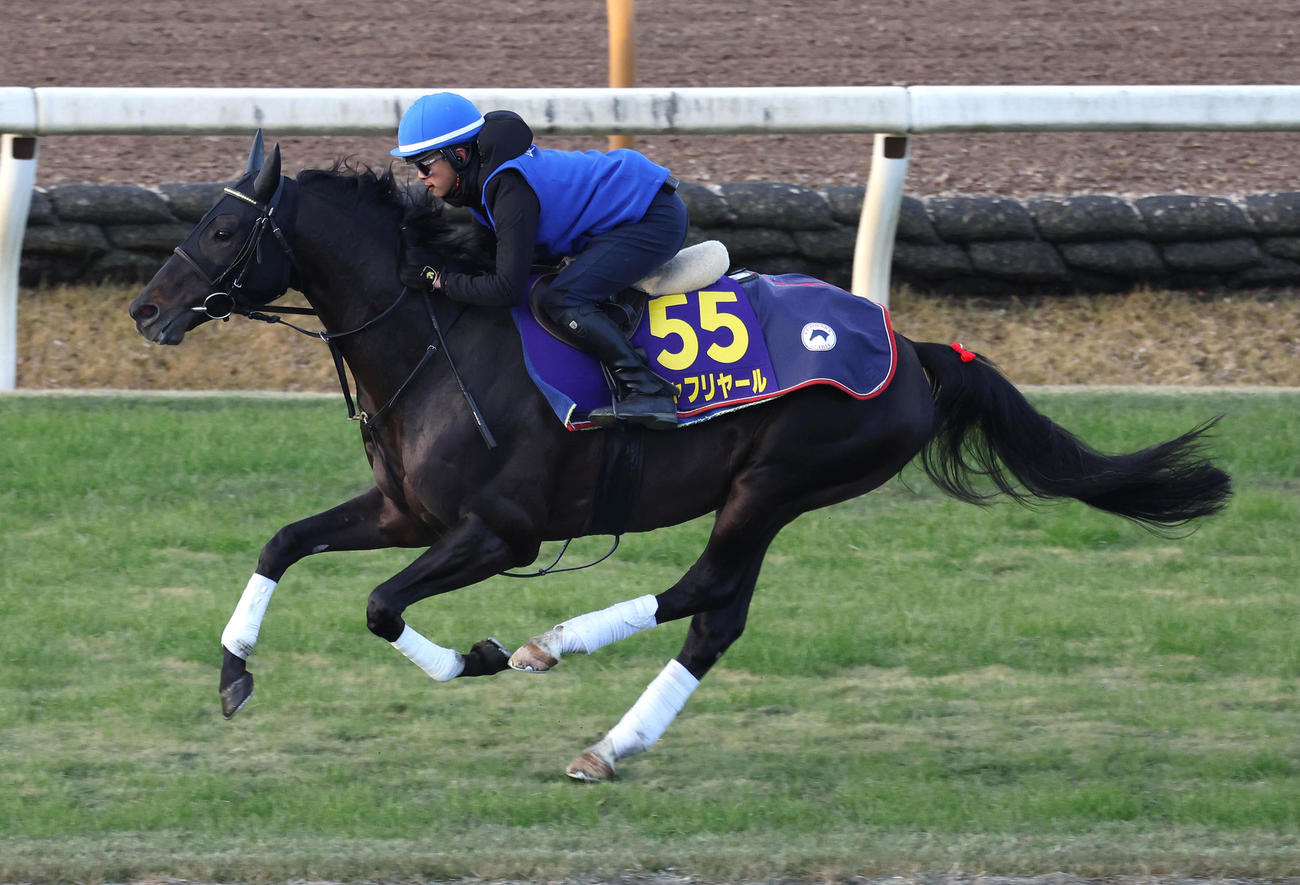 西塚騎手を背に芝コースを単走で追い切るシャフリヤール（撮影・白石智彦）