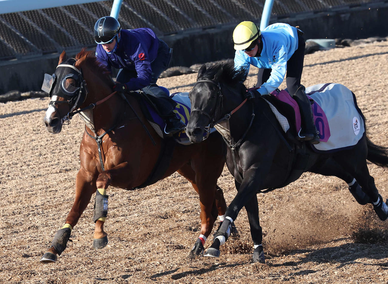 アーバンシック（左）はルメール騎手を背に美浦ウッドでシホリーンと併せて追い切られた（撮影・丹羽敏通）