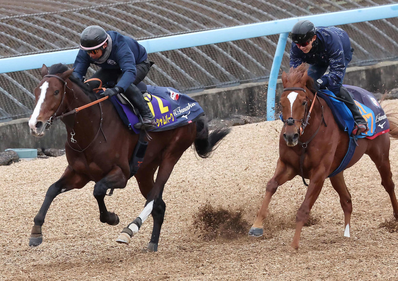 ローシャムパーク（左）は美浦ウッドを併せ馬で追い切られた（撮影・丹羽敏通）