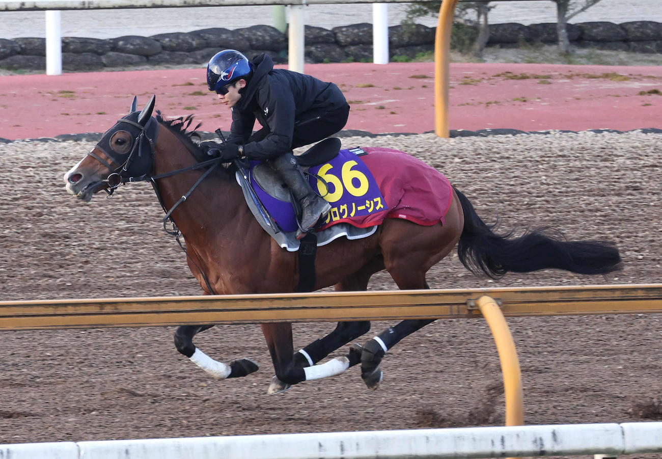 三浦騎手を背にCウッドを単走で追い切るプログノーシス（撮影・白石智彦）
