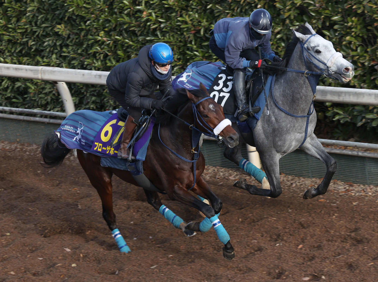 菅原明騎手を背に坂路にて併せ馬で追い切るブローザホーン（手前）