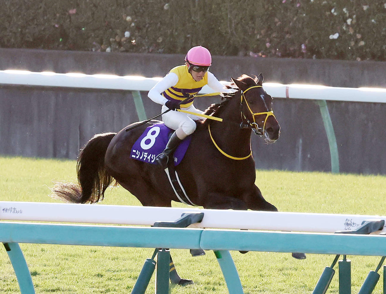 中山10R、中山大障害で後続を引き離してゴールへ向かうニシノデイジーと五十嵐騎手（撮影・丹羽敏通）