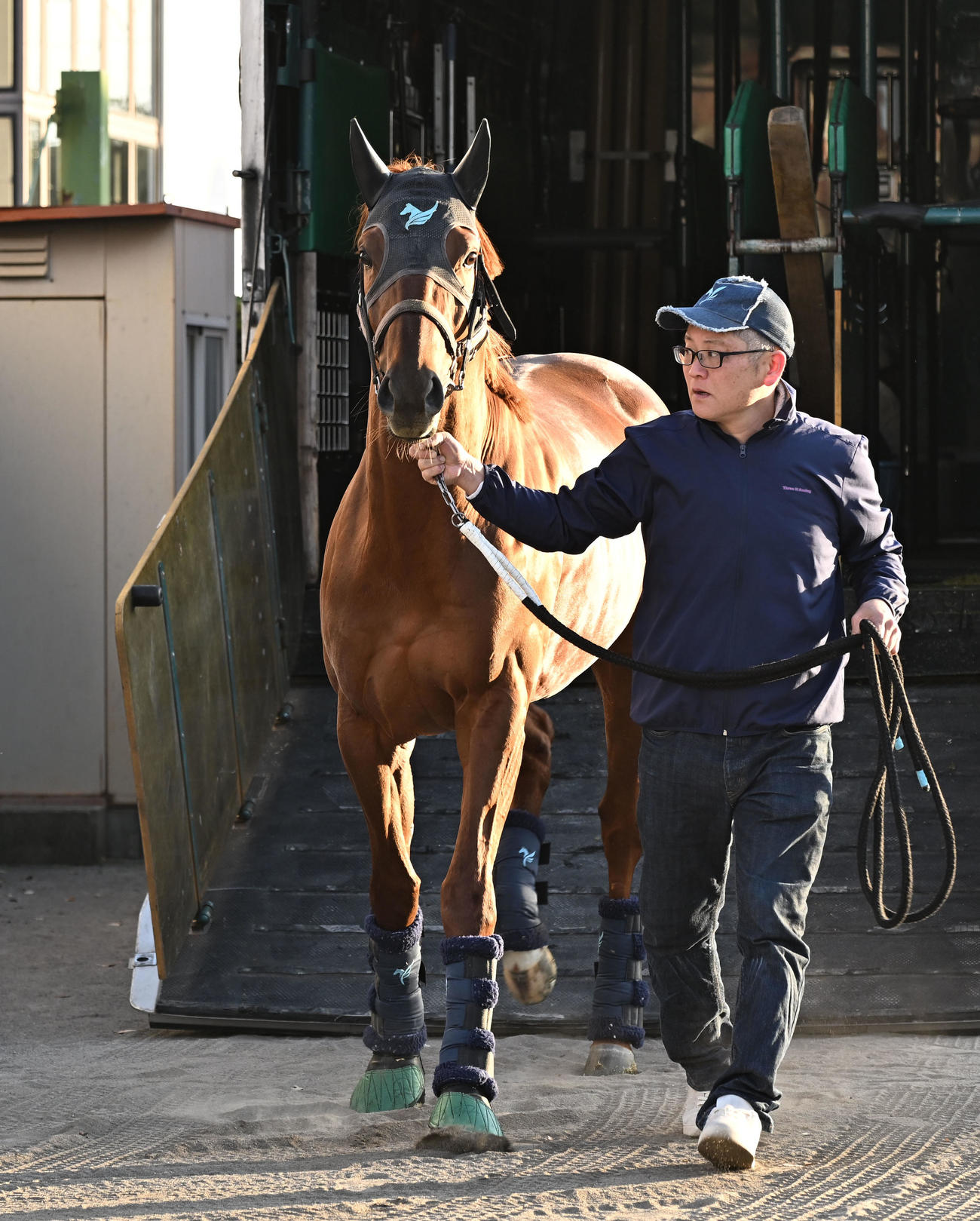 中山競馬場に到着したダノンデサイル（撮影・千葉一成）