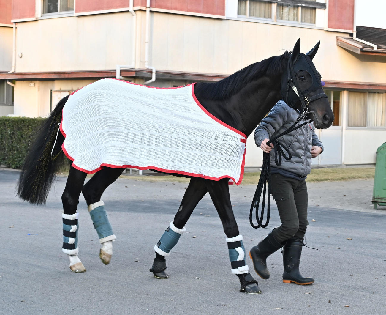 中山競馬場に到着したシャフリヤール（撮影・千葉一成）