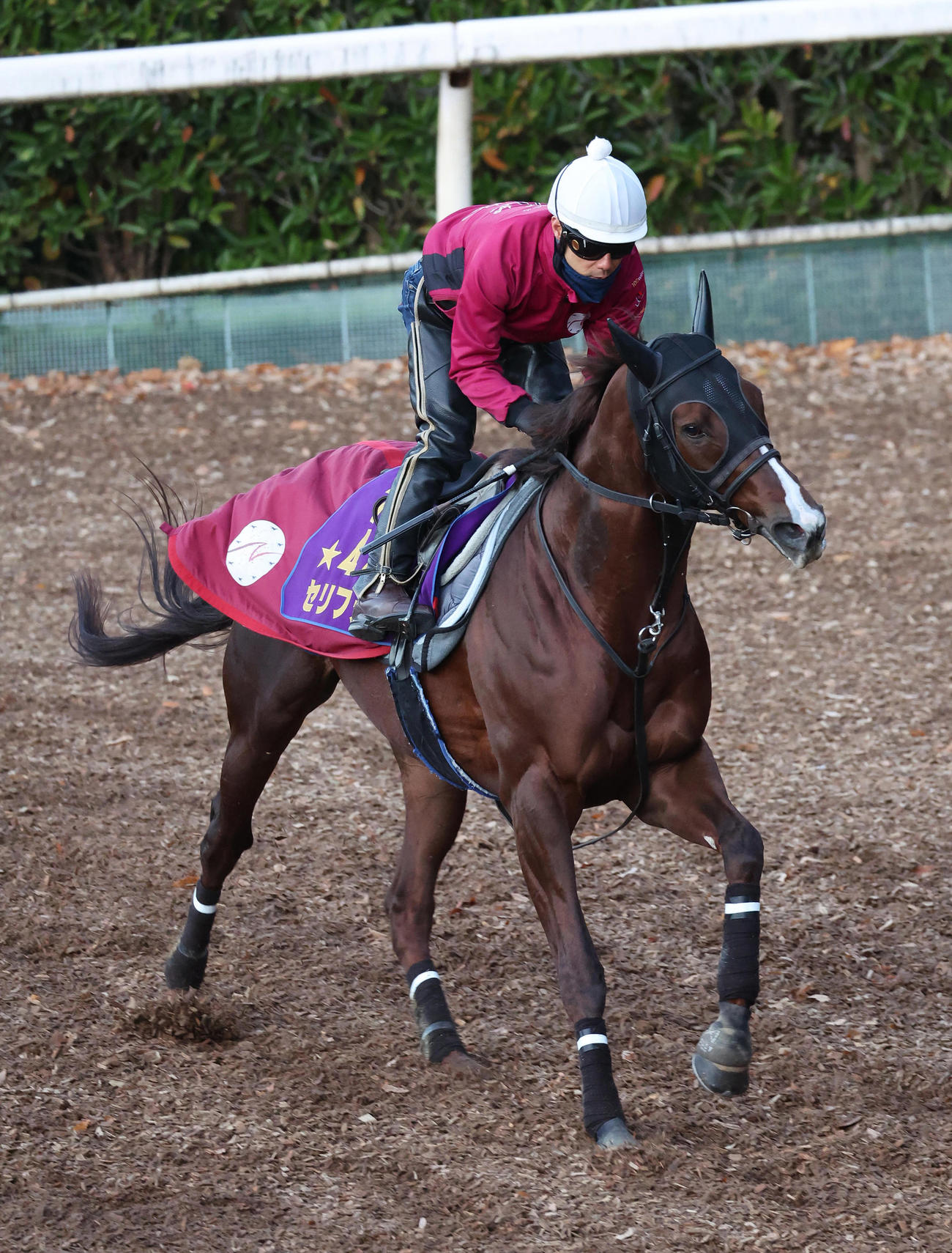 セリフォス（2024年12月17日撮影）