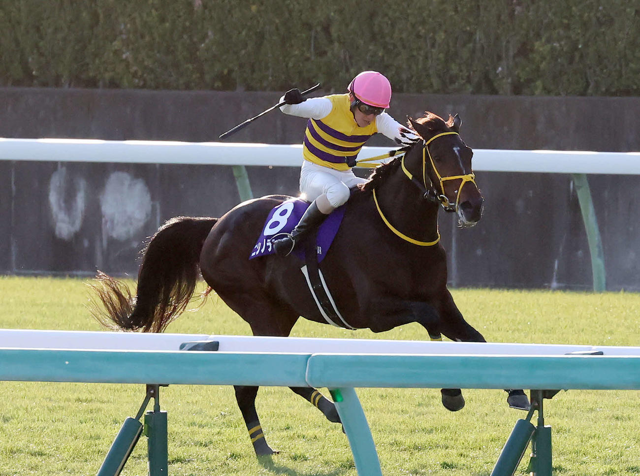 中山10R、中山大障害で後続を引き離してゴールへ向かうニシノデイジーと五十嵐騎手（撮影・丹羽敏通）