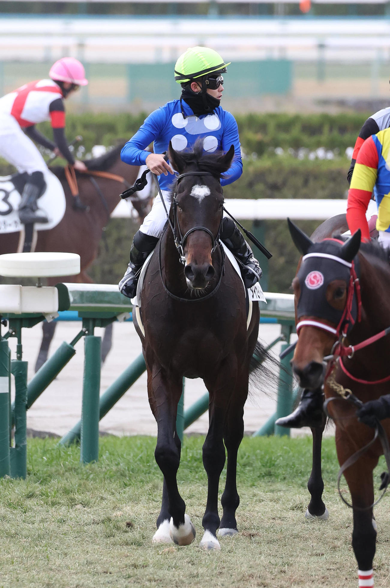 京都4R、新馬戦を快勝したタイセイドラード（撮影・白石智彦）