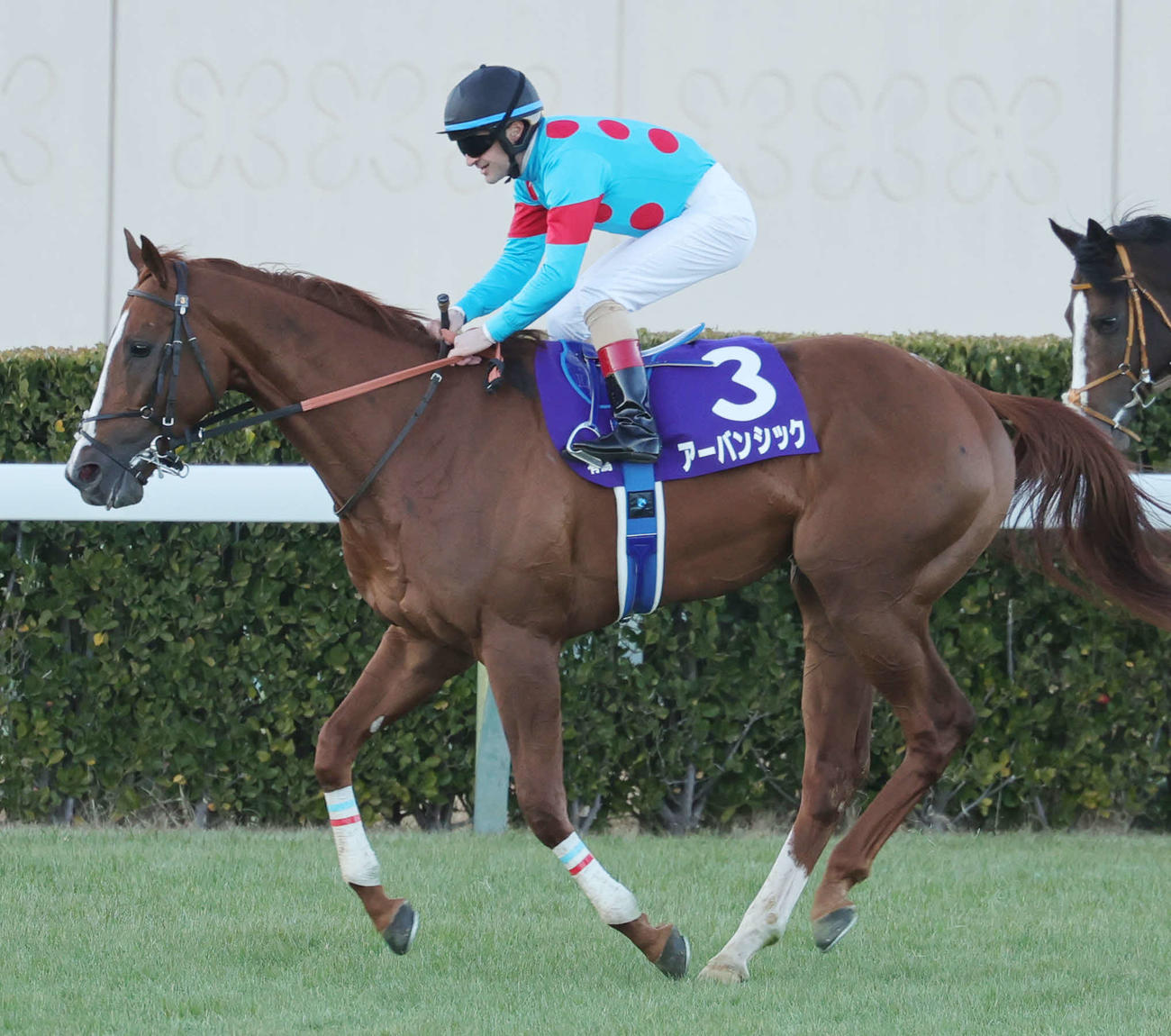 有馬記念で6着に終わったアーバンシックとCルメール騎手（撮影・野上伸悟）