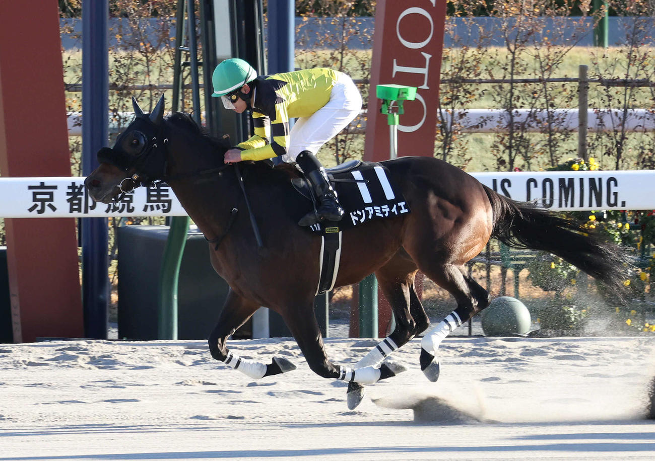 京都11R、直線抜け出してりんくうSを制したドンアミティエ（撮影・白石智彦）