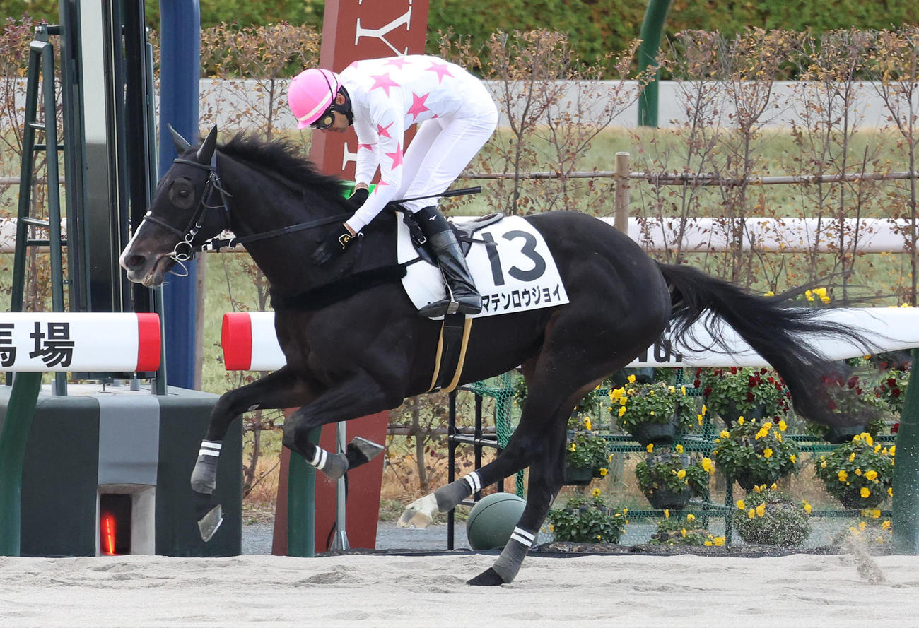 京都5R、障害3歳以上未勝利を制したマテンロウジョイ（撮影・白石智彦）