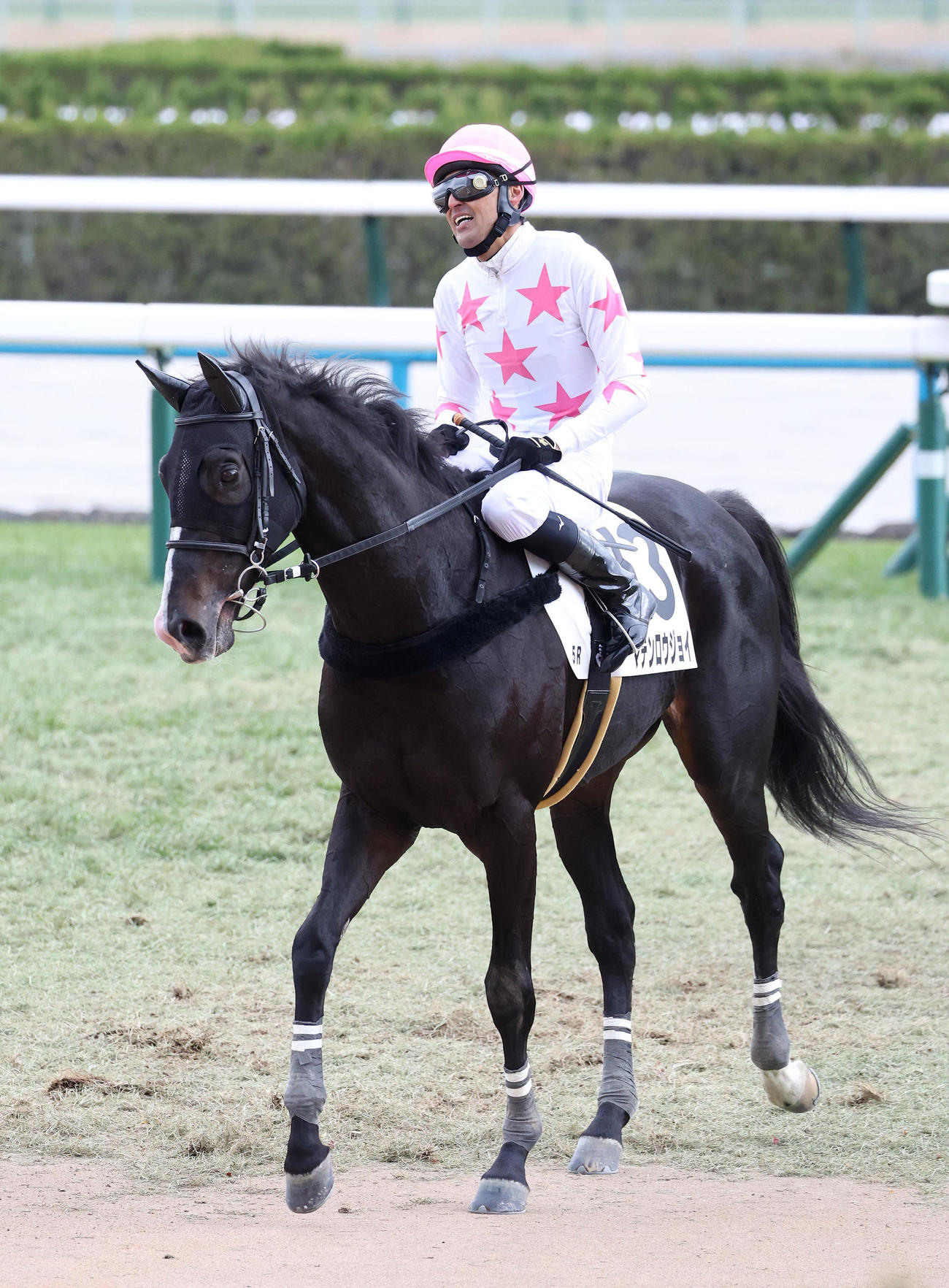 京都5R、障害3歳以上未勝利を制したマテンロウジョイ（撮影・白石智彦）