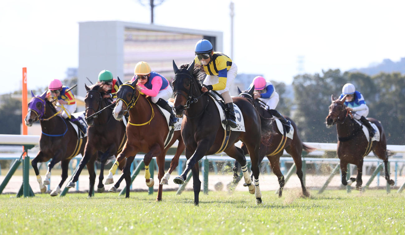 京都6R、直線抜け出して新馬戦を制したマトラコーニッシュ（右から2頭目）（撮影・白石智彦）