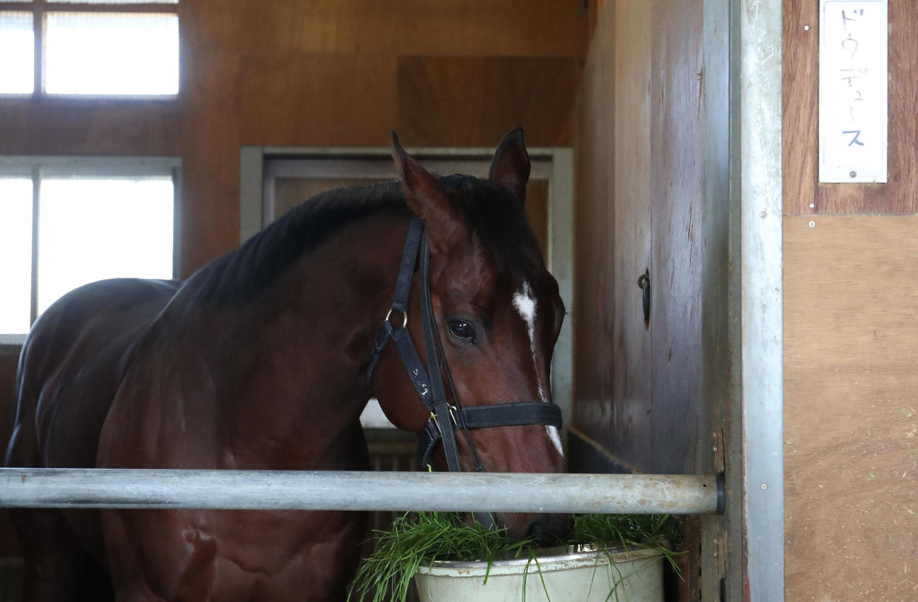 馬房で青草を食べるドウデュース（撮影・白石智彦）