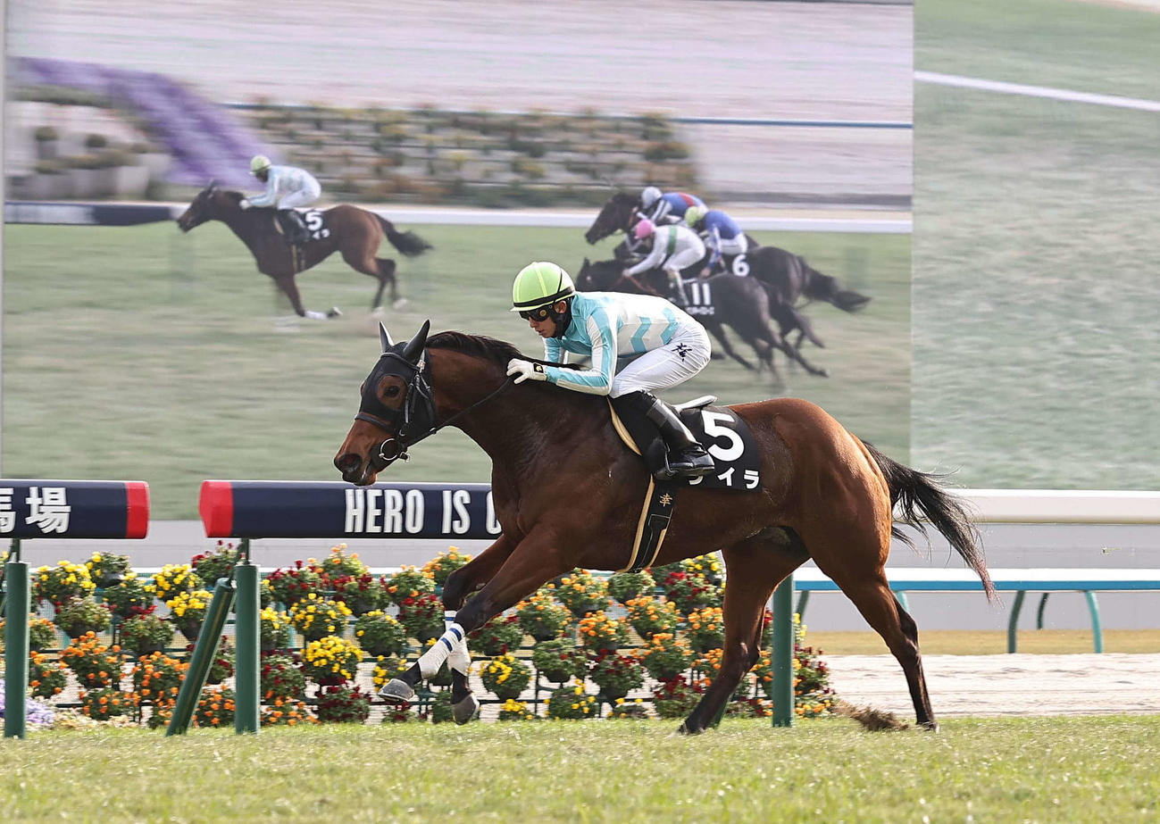 万両賞を勝利したライラ（24年12月21日撮影）