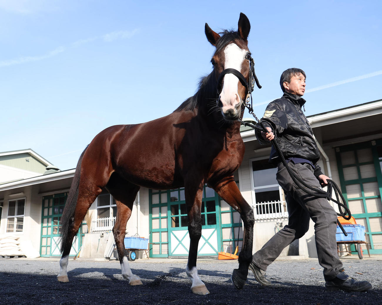退厩前に運動するメロディーレーン（撮影・白石智彦）