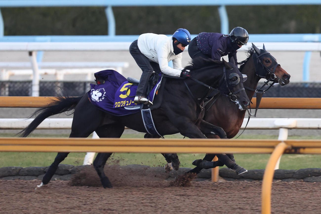 北村友騎手を背にCウッドをルシフェル（右）と併せ馬で追い切るクロワデュノール（撮影・白石智彦）