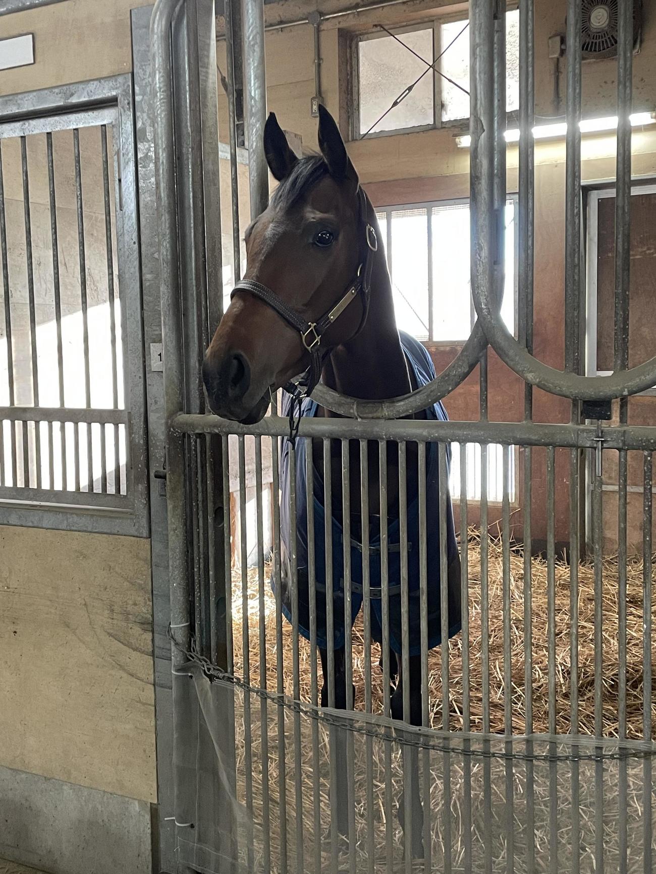 64年ぶり3歳牝馬の有馬記念制覇から一夜明けて馬房でくつろぐレガレイラ（2024年12月23日撮影）