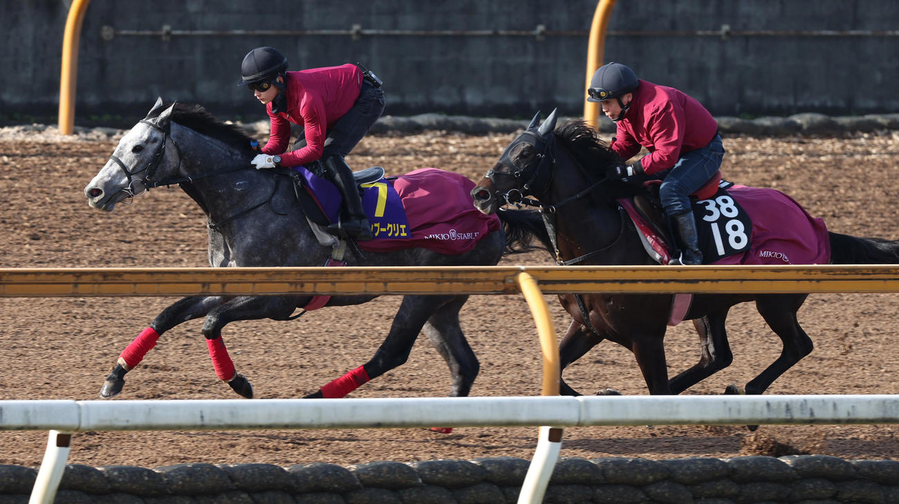 Cウッドを併せ馬で追い切るヤマニンブークリエ（左）