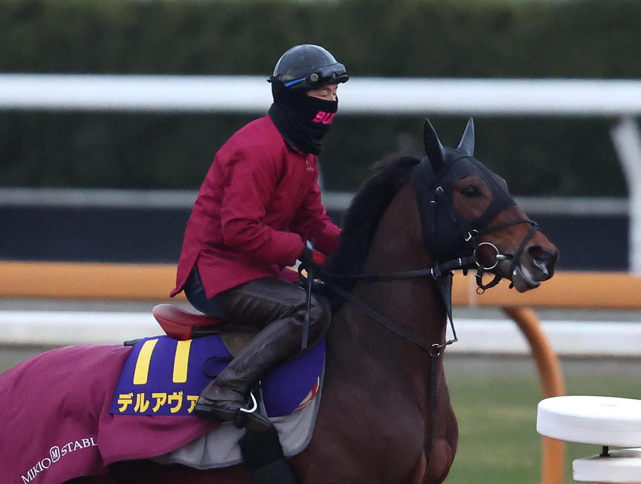馬場入りするデルアヴァー（撮影・白石智彦）